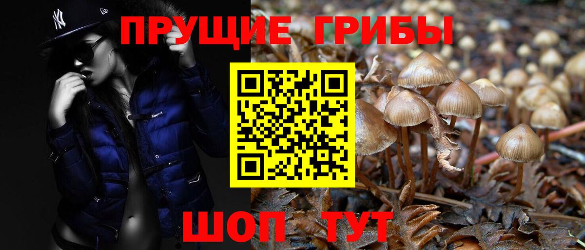 Псилоцибиновые грибы Cubensis Дзержинск